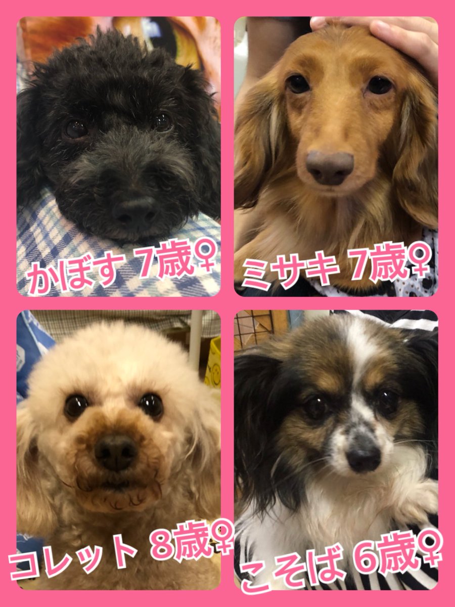 🐾今日の里親様募集中ワンコ🐶メンバー🐾2019,6,26